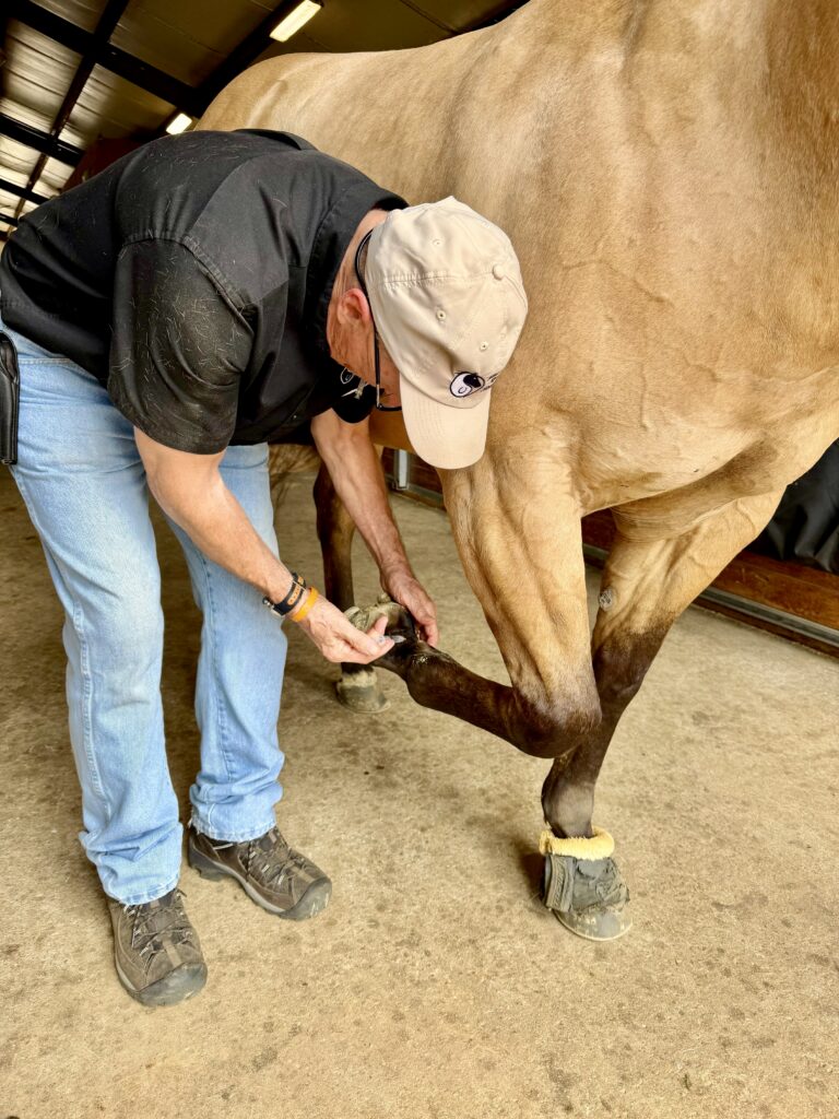 Equine veterinarian examining a horse’s lower leg during a sports medicine evaluation