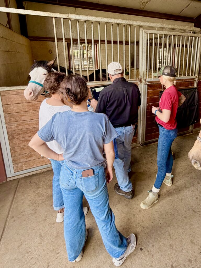 Equine veterinary team reviewing a horse’s medical record on a laptop inside a barn aisle